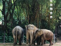 -广州长隆野生动物世界