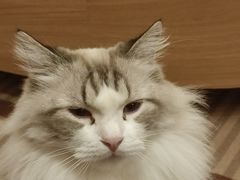 -MOCHA明星猫咖(田子坊店)