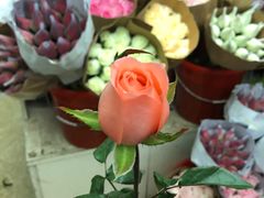 -亭亭鲜花店(中山北路店)