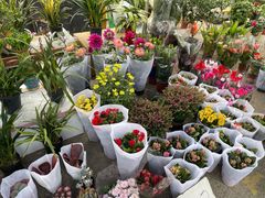 -中环花鸟鱼虫市场