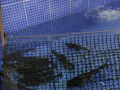 -北京龙庆四季香农家饭庄·灶台鱼·碳烤虹鳟鱼(龙庆峡店)