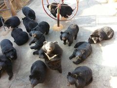 iphone_upload_pic-东方熊牧场