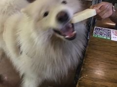 -百好乐宠物友好餐厅(朝外大街店)