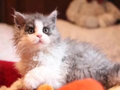 -Bastet sally猫舍购宠(静安店)