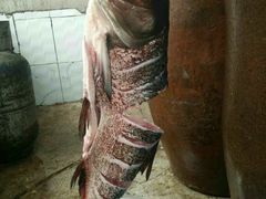 -庆岭迎宾园正宗活鱼馆