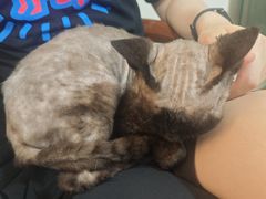 -楼上猫咖(罗湖店)