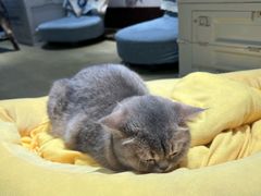 -逗柴咖啡屋·狗咖猫咖宠物桌游