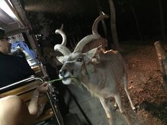 -清迈夜间动物园
