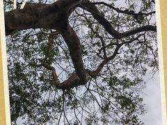 -广东惠东海龟国家级自然保护区