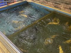 -醉美东江·三文鱼·烧鸡公
