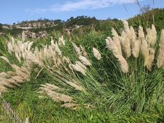 -蛇蟠岛