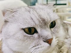 -喵的天空名猫咖啡馆·撸猫·猫舍·用品