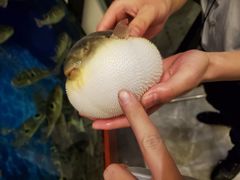 -肆月河豚·新淮扬(金融街店)