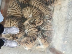 -栾川竹海野生动物园