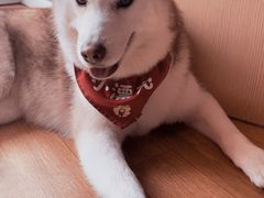 -Husky Go! 哈士奇体验馆·宠物咖啡厅狗咖