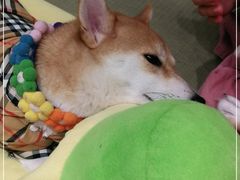-逗柴咖啡屋·狗咖猫咖宠物桌游
