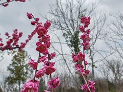 -花开海上生态园