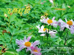 -西苑公园