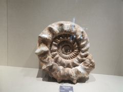 -安徽省地质博物馆