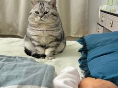 -翊宠yipet猫狗购宠庄园犬舍•猫舍