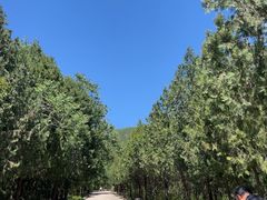 -北京十三陵国家森林公园蟒山景区