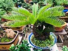 -秦美花卉(天朗·莱茵小城2期店)