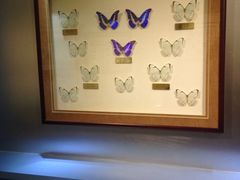 iphone_upload_pic-上海昆虫博物馆