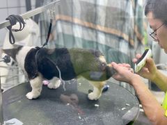 -唐小姐の猫狗洗护·购宠旗舰店(周浦万达店)