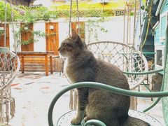 -喵屿·大理花园猫咖