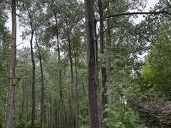 -黄海国家森林公园