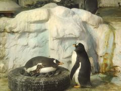 -帝企鹅自助餐厅•儿童岛•真企鹅(长隆企鹅酒店)