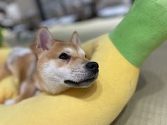 -逗柴咖啡屋·狗咖猫咖宠物桌游