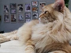 -藏猫猫咖啡主题馆(中央大道店)