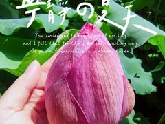 -陈家山荷花公园