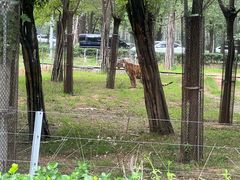 -秦皇岛野生动物园