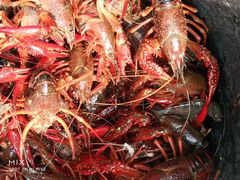 -同銮特种养殖场·龙虾垂钓