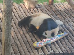 -大连森林动物园