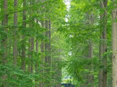 -黄海国家森林公园