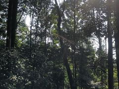 -凤栖山