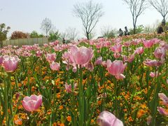 -苏州上方山国家森林公园