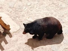 -石家庄市动物园