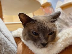 -滚猫咖啡·猫咖·猫友好撸猫(未来城店)