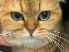 -安安宠医宠物医院·异宠·犬猫内科(岳阳分院)