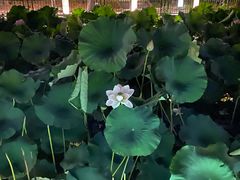 -南通濠河风景名胜区