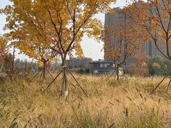 -坝河休闲公园