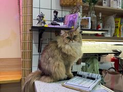 -滚猫咖啡·猫咖·猫友好撸猫(未来城店)