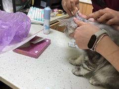 -瑞鹏宠物医院·夜间急症·心超·猫科(祖庙分店)