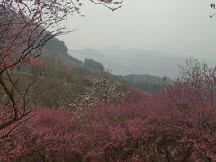 -新建村梅花