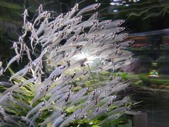 -迪拜水族馆及水下动物园