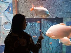 -迪拜水族馆及水下动物园